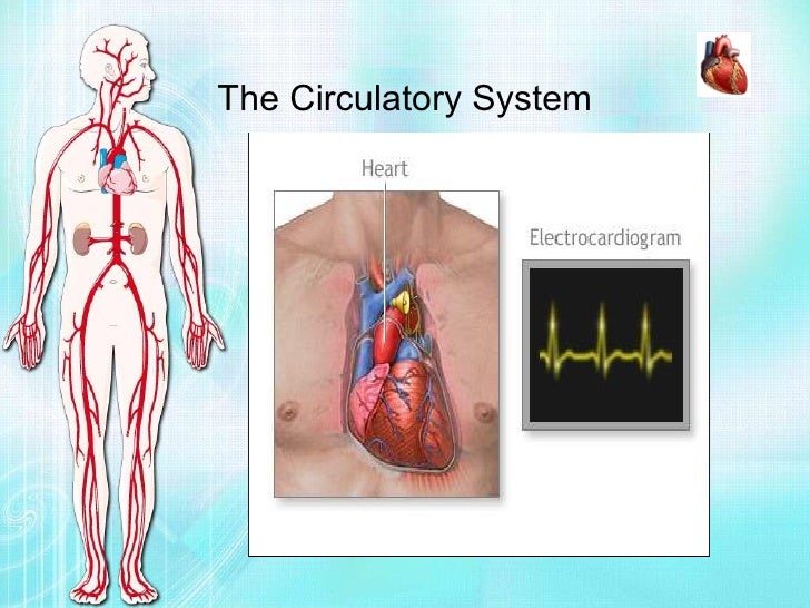 Biology Project Circulatory System Vijay Raja Std Vii