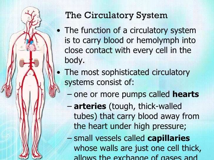 Biology Project [Circulatory System] Vijay Raja Std Vii Navdeep With