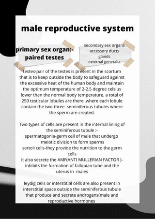 testes-pair of the testes is present in the scortum
that is to keep outside the body to safeguard against
the excessive heat of the human body and maintain
the optimum temperature of 2-2.5 degree celsius
lower than the normal body temperature. a total of
250 testicular lobules are there ,where each lobule
contain the two-three seminiferous tubules where
the sperm are created.


Two types of cells are present in the internal lining of
the seminiferous tubule :-
spermatogonia-germ cell of male that undergo
meiotic division to form sperms
sertoli cells-they provide the nutrition to the germ
cells
it also secrete the AMF(ANTI MULLERIAN FACTOR )-
inhibits the formation of fallopian tube and the
uterus in males


leydig cells or interstitial cells are also present in
interstitial space outside the seminiferous tubule
that produce and secrete androgens(male and
reproductive hormones




male reproductive system
primary sex organ:-
paired testes
secondary sex organs
accessory ducts
glands
external genetalia
 