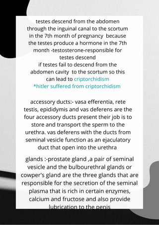 accessory ducts:- vasa efferentia, rete
testis, epididymis and vas deferens are the
four accessory ducts present their job is to
store and transport the sperm to the
urethra. vas deferens with the ducts from
seminal vesicle function as an ejaculatory
duct that open into the urethra
testes descend from the abdomen
through the inguinal canal to the scortum
in the 7th month of pregnancy because
the testes produce a hormone in the 7th
month -testosterone-responsible for
testes descend
if testes fail to descend from the
abdomen cavity to the scortum so this
can lead to criptorchidism
*hitler suffered from criptorchidism
glands :-prostate gland ,a pair of seminal
vesicle and the bulbourethral glands or
cowper's gland are the three glands that are
responsible for the secretion of the seminal
plasma that is rich in certain enzymes,
calcium and fructose and also provide
lubrication to the penis
 