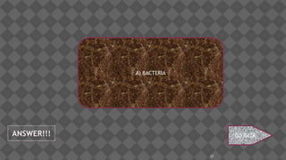 37
ANSWER!!!
A) BACTERIA
GO BACK
 