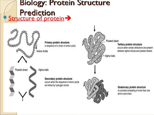 Biology Protein Structure