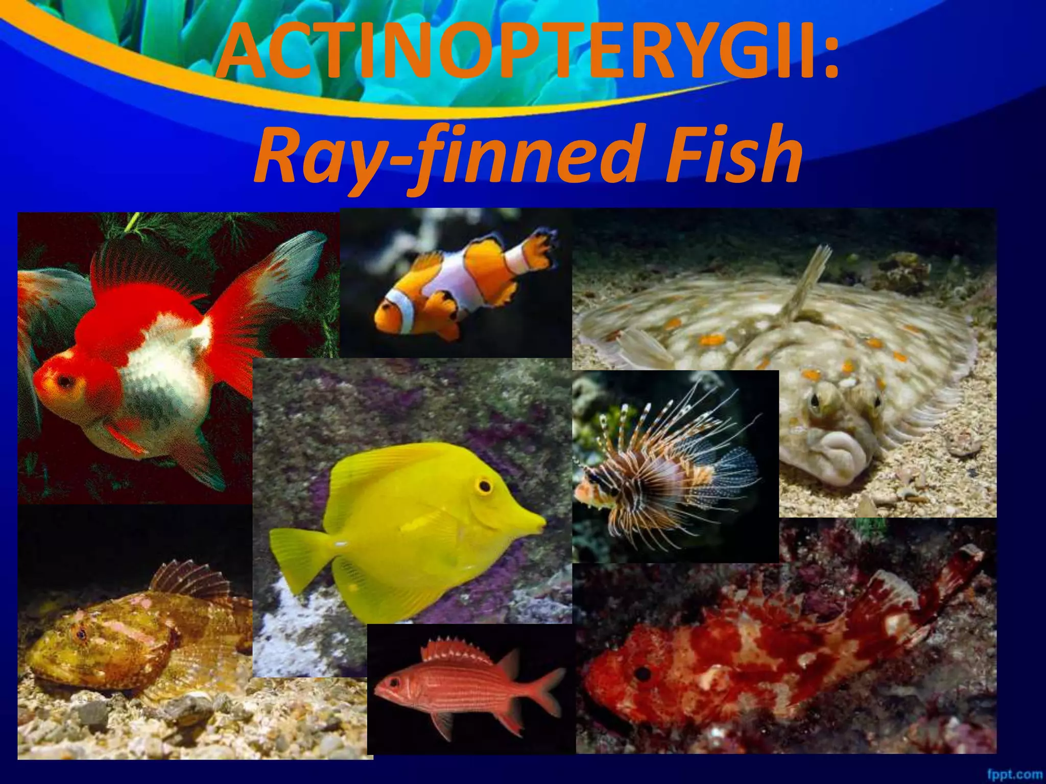 Class Actinopterygii and Class Sarcopterygii | PPTX