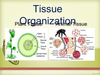 Tissue
  Organization
Plant Tissue Animal Tissue
 