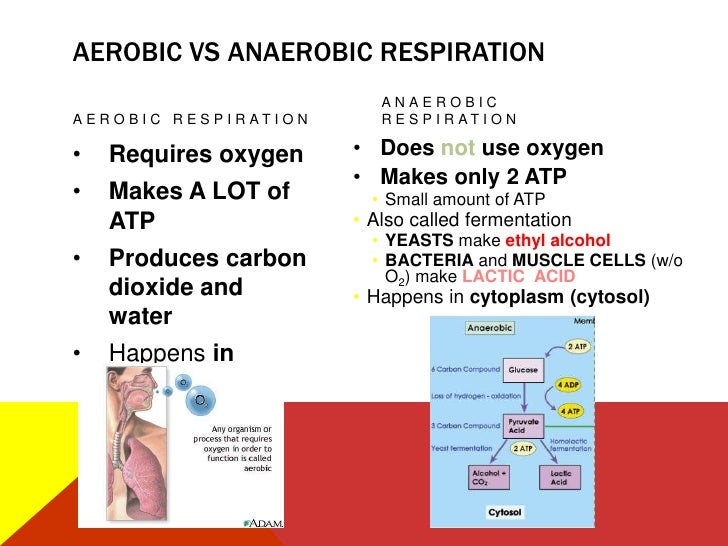 NC Biology EOC Review