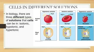 BIOLOGY REVISION.pptx for grade 10 and 1 CSEC classes | PPTX