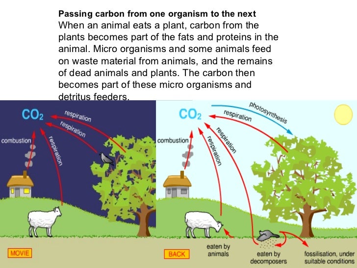 important exercise is bitesize why bbc notes Biology Helpful revision Must See Important important exercise is bitesize why bbc notes Biology Helpful revision Must See Important