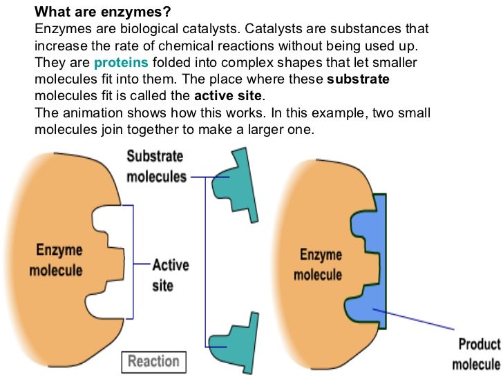 Important Helpful Biology revision notesMust See