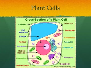 AS Level Biology - 2) Cell Structures | PPTX