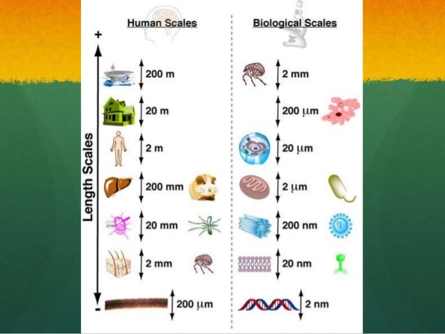 As Level Biology 2 Cell Structures