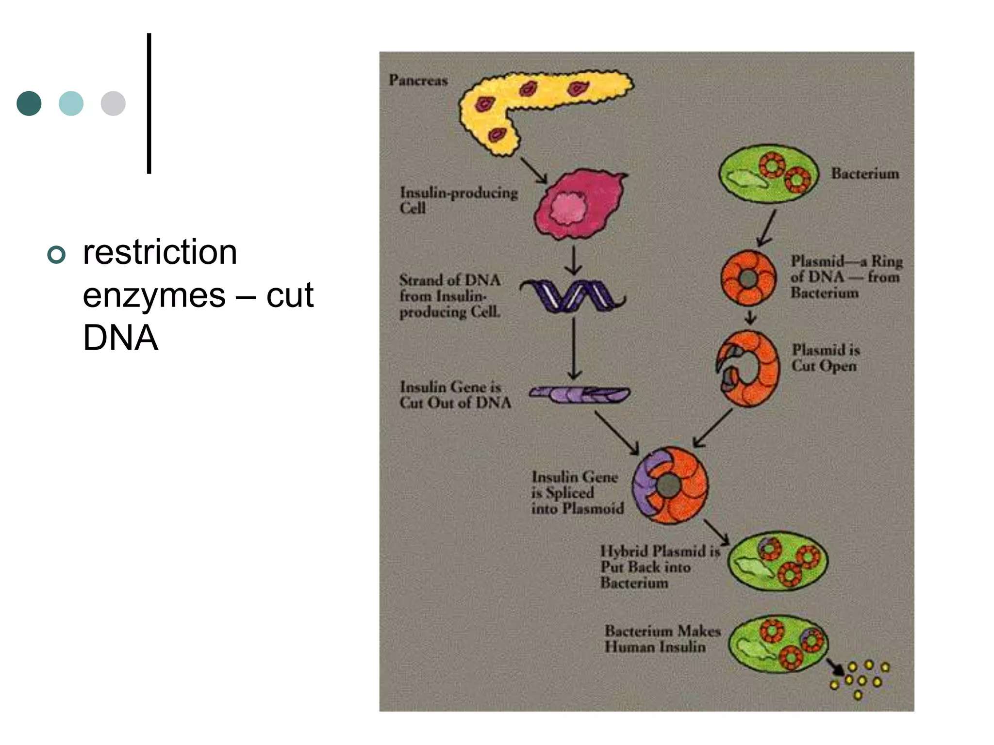    restriction
    enzymes – cut
    DNA
 