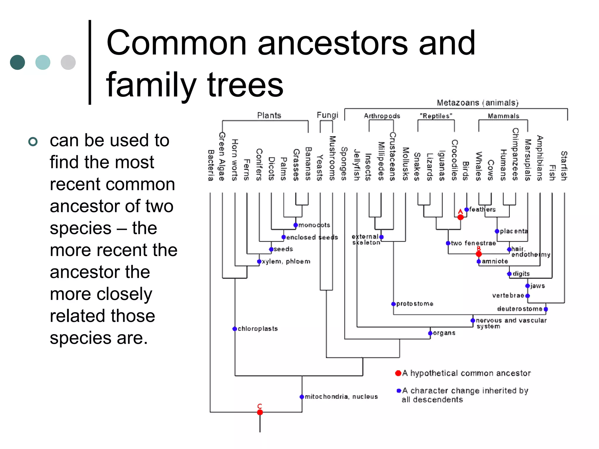 Common ancestors and
          family trees
   can be used to
    find the most
    recent common
    ancestor of two
    species – the
    more recent the
    ancestor the
    more closely
    related those
    species are.
 