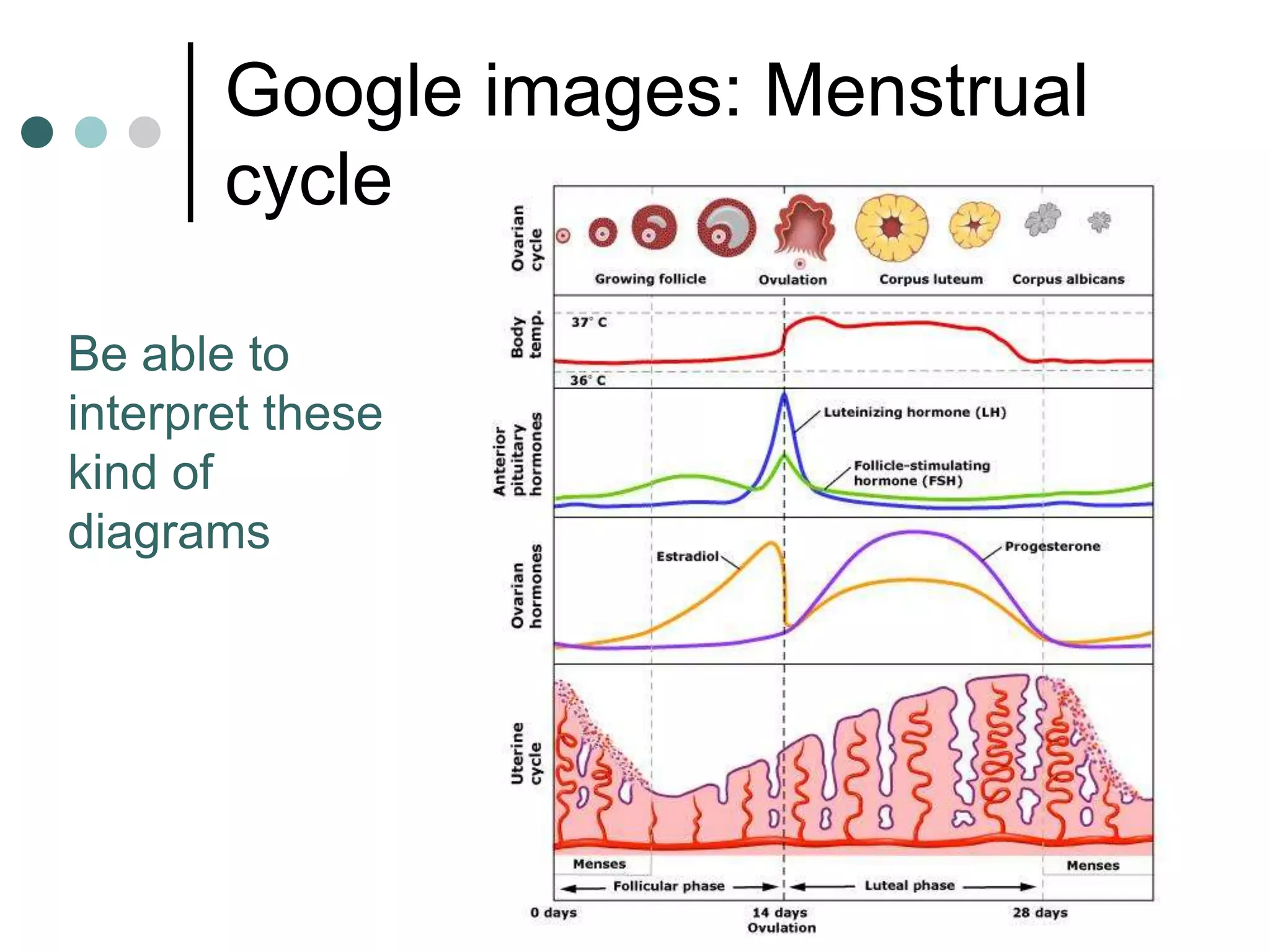Google images: Menstrual
       cycle

Be able to
interpret these
kind of
diagrams
 