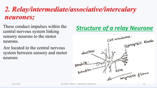 Relay Neuron Outline Biology S3 COORDINATION BY TR. OKION 3.pdf