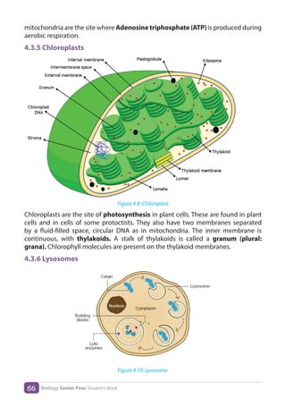 Biology S4 SB.pdf document from Rwanda. | PDF