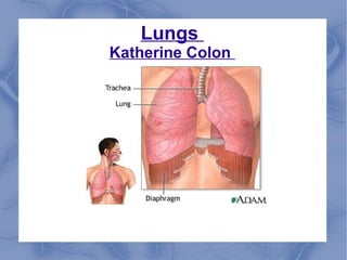 Lungs  Katherine Colon  