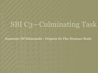 SBI C3—Culminating Task Anatomy Of Mammals - Organs In The Human Body 