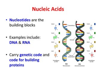 Nucleic Acids
• Nucleotides are the
building blocks
• Examples include:
DNA & RNA
• Carry genetic code and
code for building
proteins
 