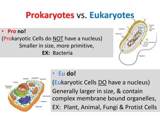 Prokaryotes vs. Eukaryotes
• Pro no!
(Prokaryotic Cells do NOT have a nucleus)
Smaller in size, more primitive,
EX: Bacteria
• Eu do!
(Eukaryotic Cells DO have a nucleus)
Generally larger in size, & contain
complex membrane bound organelles,
EX: Plant, Animal, Fungi & Protist Cells
 