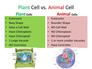 Plant Cell vs. Animal Cell
PlantCells
• Eukaryotic
• Boxy Shape
• Have a Cell Wall
• Have Chloroplasts
• Have Chlorophyll
• 1 Large Vacuole
• NO Centrioles
Animal Cells
• Eukaryotic
• Rounder Shape
• NO Cell Wall
• NO Chloroplasts
• NO Chlorophyll
• 1 or more smaller Vacuoles
• Have Centrioles
 