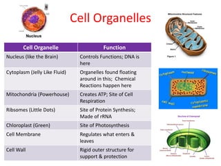 Cell Organelles
Cell Organelle Function
Nucleus (like the Brain) Controls Functions; DNA is
here
Cytoplasm (Jelly Like Fluid) Organelles found floating
around in this; Chemical
Reactions happen here
Mitochondria (Powerhouse) Creates ATP; Site of Cell
Respiration
Ribsomes (Little Dots) Site of Protein Synthesis;
Made of rRNA
Chloroplast (Green) Site of Photosynthesis
Cell Membrane Regulates what enters &
leaves
Cell Wall Rigid outer structure for
support & protection
 