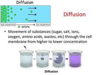 Diffusion
• Movement of substances (sugar, salt, ions,
oxygen, amino acids, wastes, etc) through the cell
membrane from higher to lower concentration
 