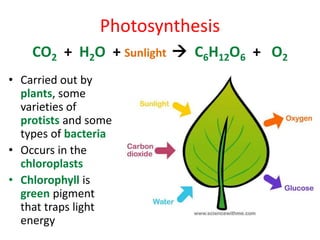 Photosynthesis
• Carried out by
plants, some
varieties of
protists and some
types of bacteria
• Occurs in the
chloroplasts
• Chlorophyll is
green pigment
that traps light
energy
CO2 + H2O + Sunlight  C6H12O6 + O2
 