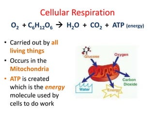 Cellular Respiration
• Carried out by all
living things
• Occurs in the
Mitochondria
• ATP is created
which is the energy
molecule used by
cells to do work
O2 + C6H12O6  H2O + CO2 + ATP (energy)
 