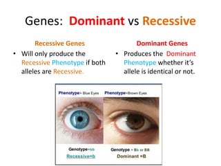 Genes: Dominant vs Recessive
Dominant Genes
• Produces the Dominant
Phenotype whether it’s
allele is identical or not.
Recessive Genes
• Will only produce the
Recessive Phenotype if both
alleles are Recessive.
 
