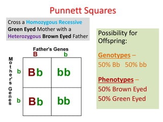 Punnett Squares
Possibility for
Offspring:
Genotypes –
50% Bb 50% bb
Phenotypes –
50% Brown Eyed
50% Green Eyed
Cross a Homozygous Recessive
Green Eyed Mother with a
Heterozygous Brown Eyed Father
 