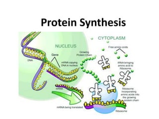 Protein Synthesis
 