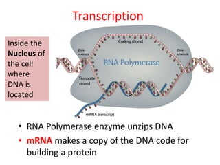 Transcription
• RNA Polymerase enzyme unzips DNA
• mRNA makes a copy of the DNA code for
building a protein
Inside the
Nucleus of
the cell
where
DNA is
located
 