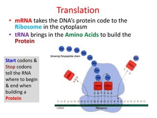 Translation
• mRNA takes the DNA’s protein code to the
Ribosome in the cytoplasm
• tRNA brings in the Amino Acids to build the
Protein
Start codons &
Stop codons
tell the RNA
where to begin
& end when
building a
Protein
 