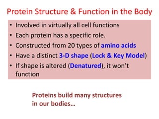 Protein Structure & Function in the Body
• Involved in virtually all cell functions
• Each protein has a specific role.
• Constructed from 20 types of amino acids
• Have a distinct 3-D shape (Lock & Key Model)
• If shape is altered (Denatured), it won’t
function
Proteins build many structures
in our bodies…
 