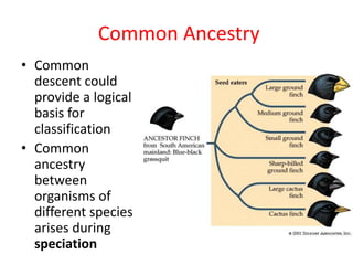 Common Ancestry
• Common
descent could
provide a logical
basis for
classification
• Common
ancestry
between
organisms of
different species
arises during
speciation
 