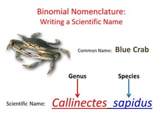 Binomial Nomenclature:
Writing a Scientific Name
 