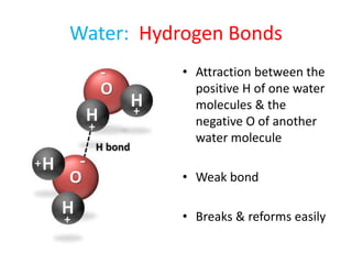 Water: Hydrogen Bonds
• Attraction between the
positive H of one water
molecules & the
negative O of another
water molecule
• Weak bond
• Breaks & reforms easily
 