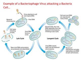 Example of a Bacteriophage Virus attacking a Bacteria
Cell…
 