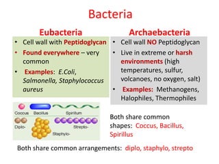 Bacteria
Eubacteria
• Cell wall with Peptidoglycan
• Found everywhere – very
common
• Examples: E.Coli,
Salmonella, Staphylococcus
aureus
Archaebacteria
• Cell wall NO Peptidoglycan
• Live in extreme or harsh
environments (high
temperatures, sulfur,
volcanoes, no oxygen, salt)
• Examples: Methanogens,
Halophiles, Thermophiles
Both share common
shapes: Coccus, Bacillus,
Spirillus
Both share common arrangements: diplo, staphylo, strepto
 