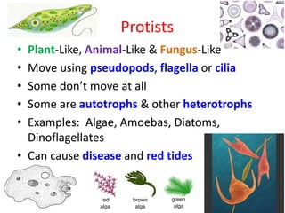 Protists
• Plant-Like, Animal-Like & Fungus-Like
• Move using pseudopods, flagella or cilia
• Some don’t move at all
• Some are autotrophs & other heterotrophs
• Examples: Algae, Amoebas, Diatoms,
Dinoflagellates
• Can cause disease and red tides
 