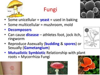 Fungi
• Some unicellular = yeast = used in baking
• Some multicellular = mushroom, mold
• Decomposers
• Can cause disease – athletes foot, jock itch,
ringworm
• Reproduce Asexually (budding & spores) or
Sexually (Gametangium)
• Mutualistic Symbiotic Relationship with plant
roots = Mycorrhiza Fungi
 