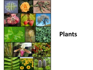 Plants
 