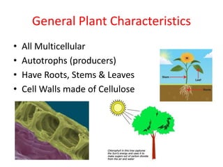 General Plant Characteristics
• All Multicellular
• Autotrophs (producers)
• Have Roots, Stems & Leaves
• Cell Walls made of Cellulose
 