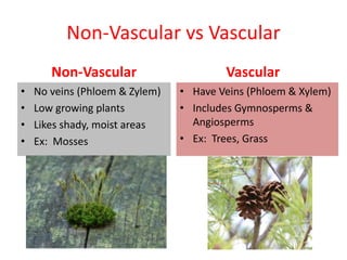 Non-Vascular vs Vascular
Non-Vascular
• No veins (Phloem & Zylem)
• Low growing plants
• Likes shady, moist areas
• Ex: Mosses
Vascular
• Have Veins (Phloem & Xylem)
• Includes Gymnosperms &
Angiosperms
• Ex: Trees, Grass
 