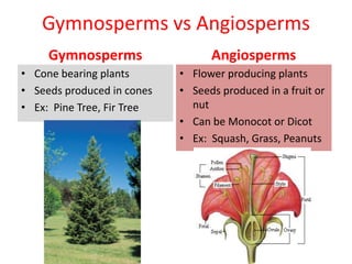 Gymnosperms vs Angiosperms
Angiosperms
• Cone bearing plants
• Seeds produced in cones
• Ex: Pine Tree, Fir Tree
Gymnosperms
• Flower producing plants
• Seeds produced in a fruit or
nut
• Can be Monocot or Dicot
• Ex: Squash, Grass, Peanuts
 