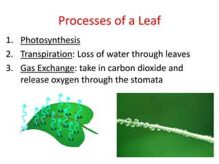 1. Photosynthesis
2. Transpiration: Loss of water through leaves
3. Gas Exchange: take in carbon dioxide and
release oxygen through the stomata
Processes of a Leaf
 