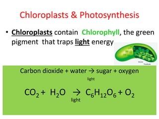 • Chloroplasts contain Chlorophyll, the green
pigment that traps light energy
Chloroplasts & Photosynthesis
Carbon dioxide + water → sugar + oxygen
light
CO2 + H2O → C6H12O6 + O2
light
 