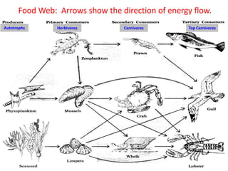 Food Web: Arrows show the direction of energy flow.
Autotrophs Herbivores Carnivores Top Carnivores
 