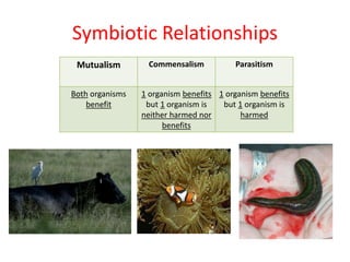 Symbiotic Relationships
Mutualism Commensalism Parasitism
Both organisms
benefit
1 organism benefits
but 1 organism is
neither harmed nor
benefits
1 organism benefits
but 1 organism is
harmed
 