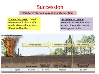 Succession
Predictable changes to a community over time.
Primary Succession: Brand
new community forms – EX:
new land created from a lava
flow or earthquake
Secondary Succession:
Community starts over after a
natural disaster destroys an
existing community
 